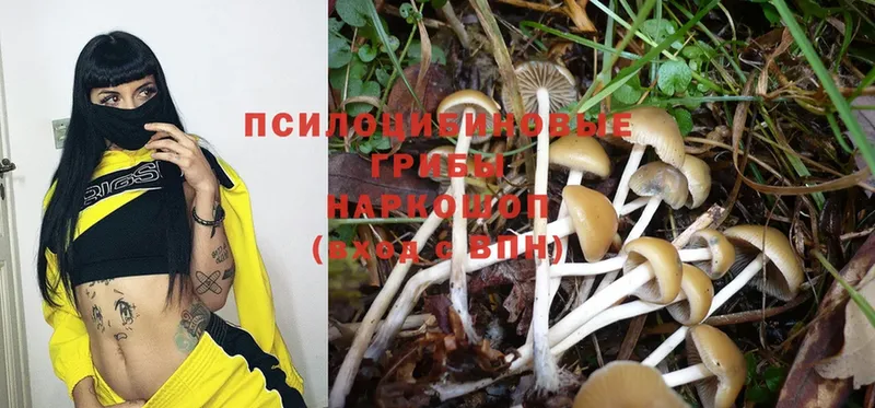 Псилоцибиновые грибы Psilocybine cubensis  Череповец 